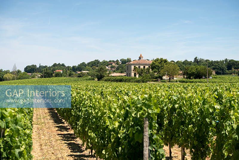 Vue sur vignobles, France
