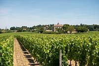Vue sur vignobles, France
